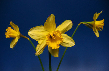 jonquil