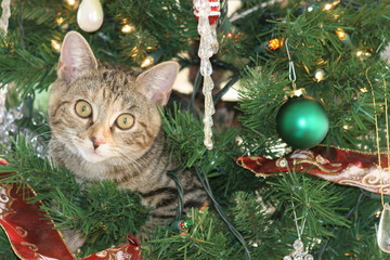 kitten in a christmas tree