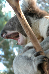 bâillement oz koala