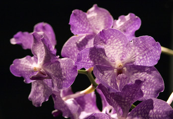 orchidee