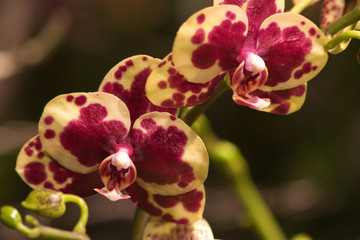 orchidee