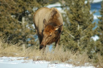 female elk grazing
