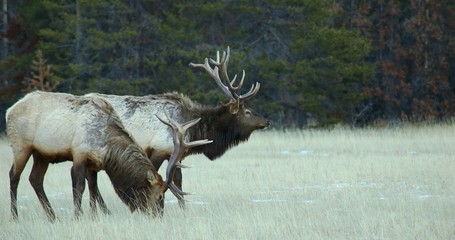 2 bull elks - 511796