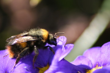 bee