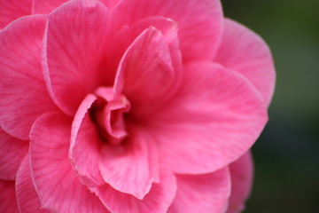 Fototapeta na wymiar camellia