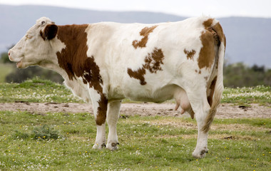 vacas3626