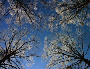 Deurstickers winter tree & blue sky © MEDIUS