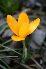 Fototapeta premium krokus