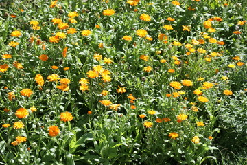 field of orange flowers