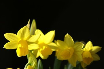 Obraz premium krokus gelb