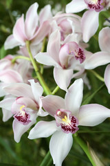 cymbidium, orchid