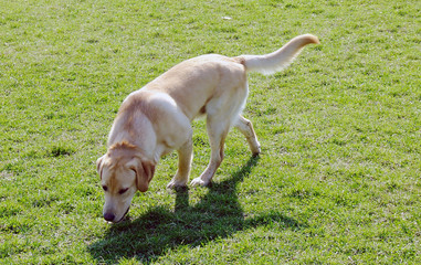 labrador retriever seeking something
