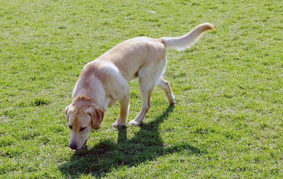 labrador retriever seeking something