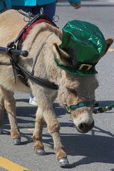 baby mule  in parade