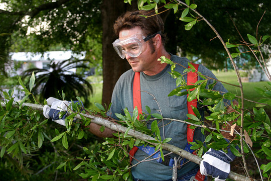 Worker Hauling Branches 1