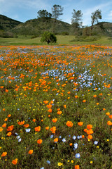 california spring wildflowers and oak woodland