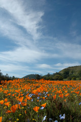california poppy fields