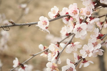 fleurs de cerisier 3