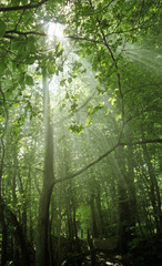 Fototapeta na wymiar Promienie słońca i mgły w lesie