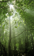 sonnenstrahlen und nebel im wald