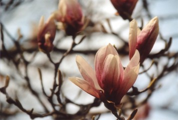 cherry blossoms in dc
