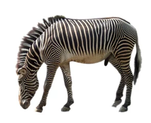 Möbelaufkleber Zebra © Jens Hilberger