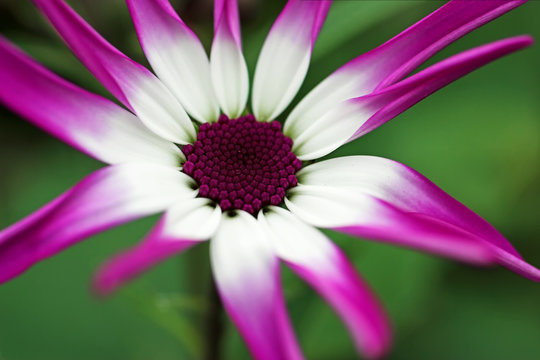 senettie magenta bicolour