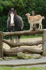 farmyard gossip