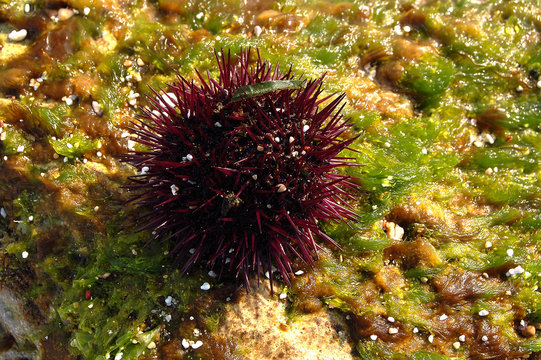 oursin de mer