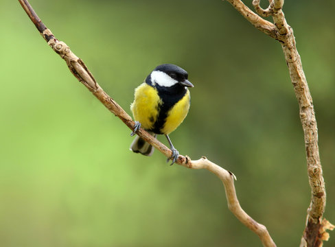 The Coal Tit