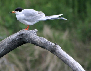 one good tern #4