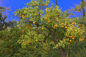 Fototapeta na wymiar Sewilla pomarańczowy