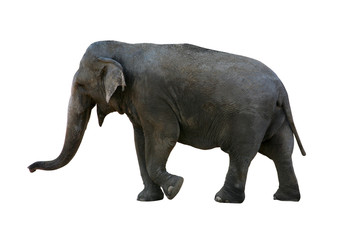 Fototapeta na wymiar Słoń z wycinek ścieżki
