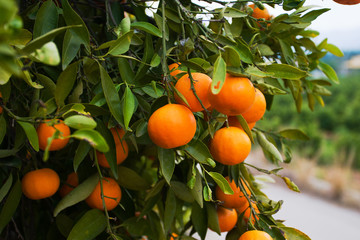 orange tree in spain