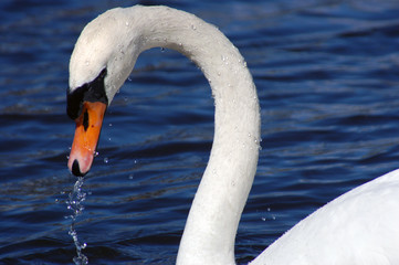schwan © Ubi17