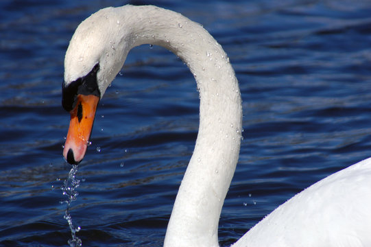 schwan