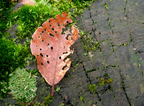 vermoderndes blatt