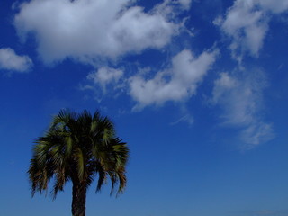Fototapeta na wymiar palmera y cielo