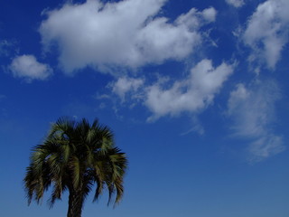 Fototapeta na wymiar palmera y cielo