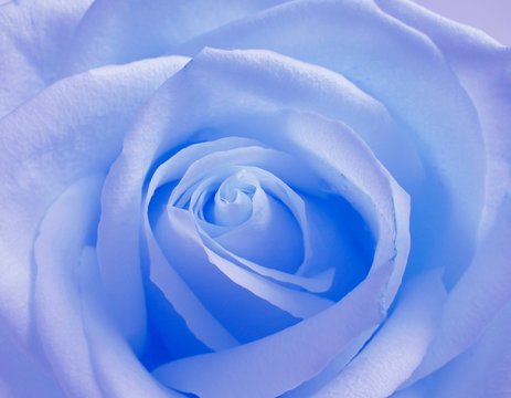  blue rose