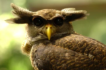 Papier Peint photo Lavable Hibou owl