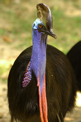 southern cassowary: casuarius casarius