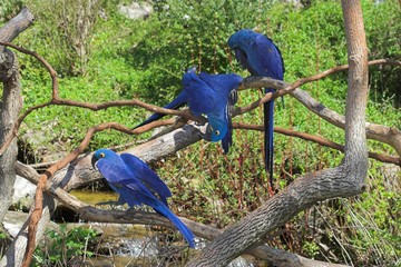 hyacinth macaw & friends