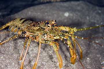 lobster dinner