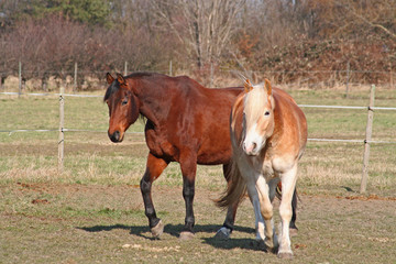 Fototapeta premium auf der weide