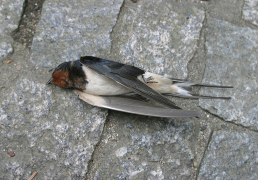 Biodiversit&eacute; hirondelle oiseau mort