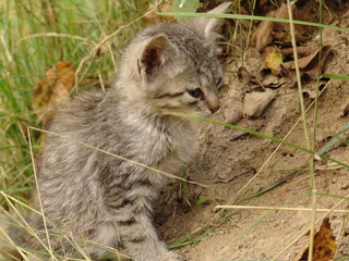 a kitten