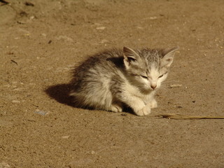 a sun-bathing kitten