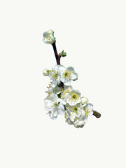white blossoms