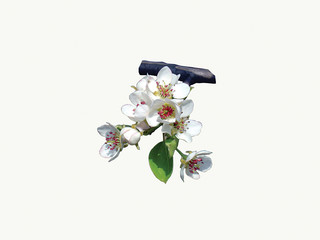 the apple blossoms